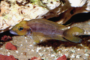 Neolamprologus furcifer