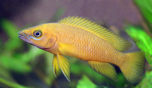 Neolamprologus leleupi