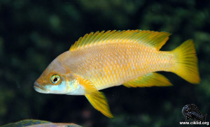 Neolamprologus mustax