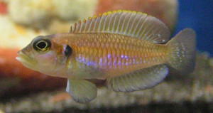 Neolamprologus ocellatus