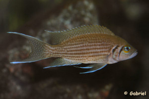 Neolamprologus olivaceous