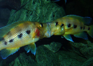 Neolamprologus sexfasciatus