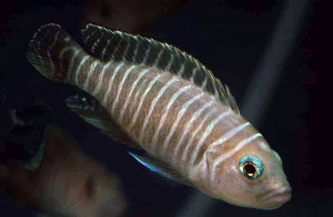 Neolamprologus signatus