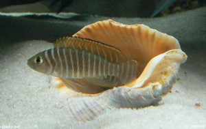 Neolamprologus similis