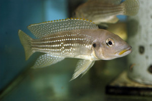 Neolamprologus tetracanthus