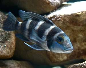 Neolamprologus tretocephalus