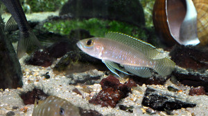 Neolamprologus ventralis