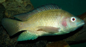 Oreochromis niloticus niloticus