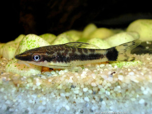 Otocinclus macrospilus