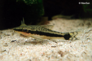 Otocinclus vittatus