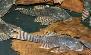 Panaqolus changae