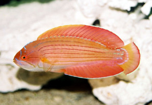 Paracheilinus octotaenia