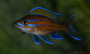 Paracyprichromis nigripinnis