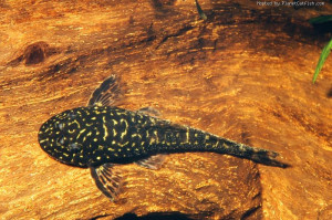 Parotocinclus spilosoma