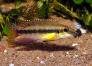 Pelvicachromis humilis