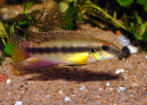 Pelvicachromis humilis