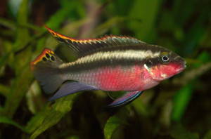 Pelvicachromis pulcher