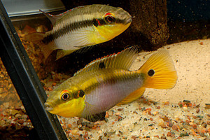 Pelvicachromis roloffi