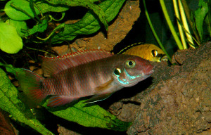 Pelvicachromis rubrolabiatus