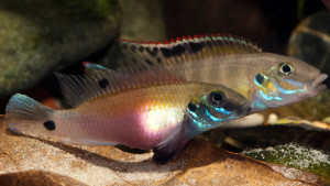 Pelvicachromis signatus