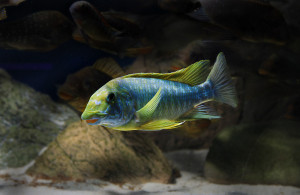 Petrochromis macrognathus