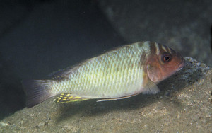 Petrochromis orthognathus