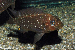 Petrochromis trewavasae