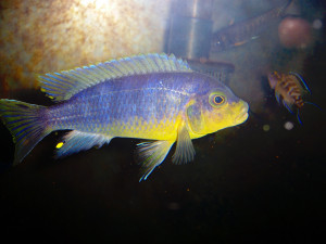 Petrotilapia tridentiger