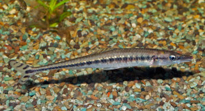 Phago loricatus