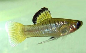 Phallichthys amates