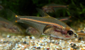 Phenagoniates macrolepis