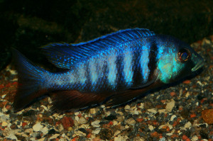 Placidochromis electra