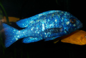 Placidochromis phenochilus