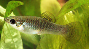 Poecilia formosa