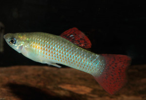 Poecilia salvatoris