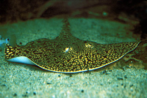 Potamotrygon falkneri