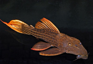 Pseudacanthicus serratus