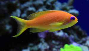 Pseudanthias squamipinnis