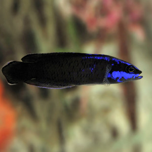 Pseudochromis springeri