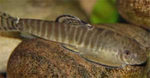 Pseudogastromyzon fasciatus