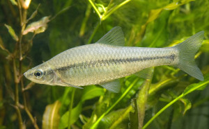 Pseudorasbora parva