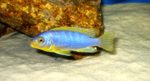 Pseudotropheus aurora