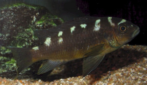 Pseudotropheus crabro