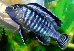 Pseudotropheus macrophthalmus