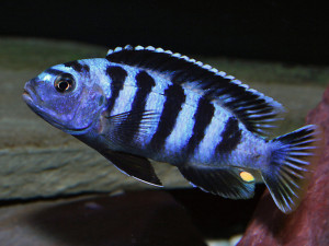 Pseudotropheus saulosi