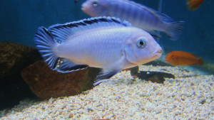 Pseudotropheus socolofi