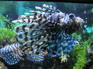 Pterois antennata