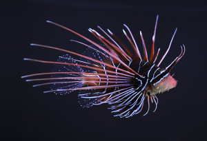 Pterois radiata