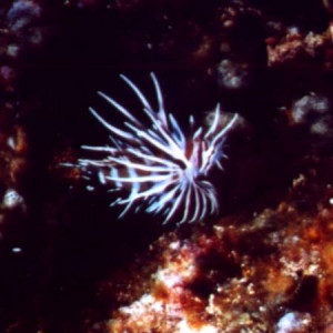 Pterois sphex