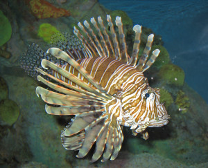 Pterois volitans